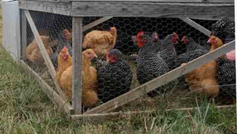 Is It Free-Range or Pasture-Raised? Image